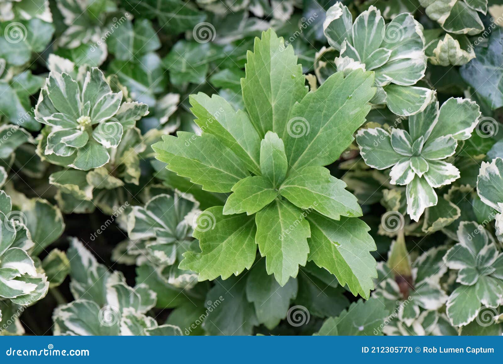 japanese pachysandra terminalis variegata, leaf wreath
